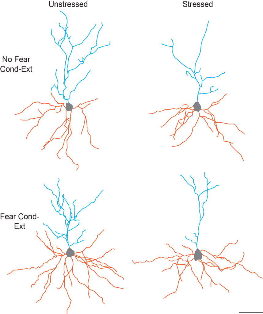 This figure illustrates the separate and combined effects of acute stress and fear conditioning/extinction on dendritic morphology of pyramidal neurons in the infralimbic region of medial prefrontal cortex. Each neuron shown is a composite made up of apical (blue) and basilar (orange) arbor near the mean of the group. The apical and basilar arbors of each composite are from different neurons. Image courtesy of Cara Wellman, PhD.