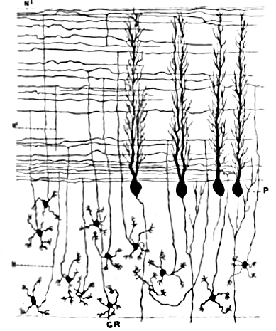 Parallel-fibers