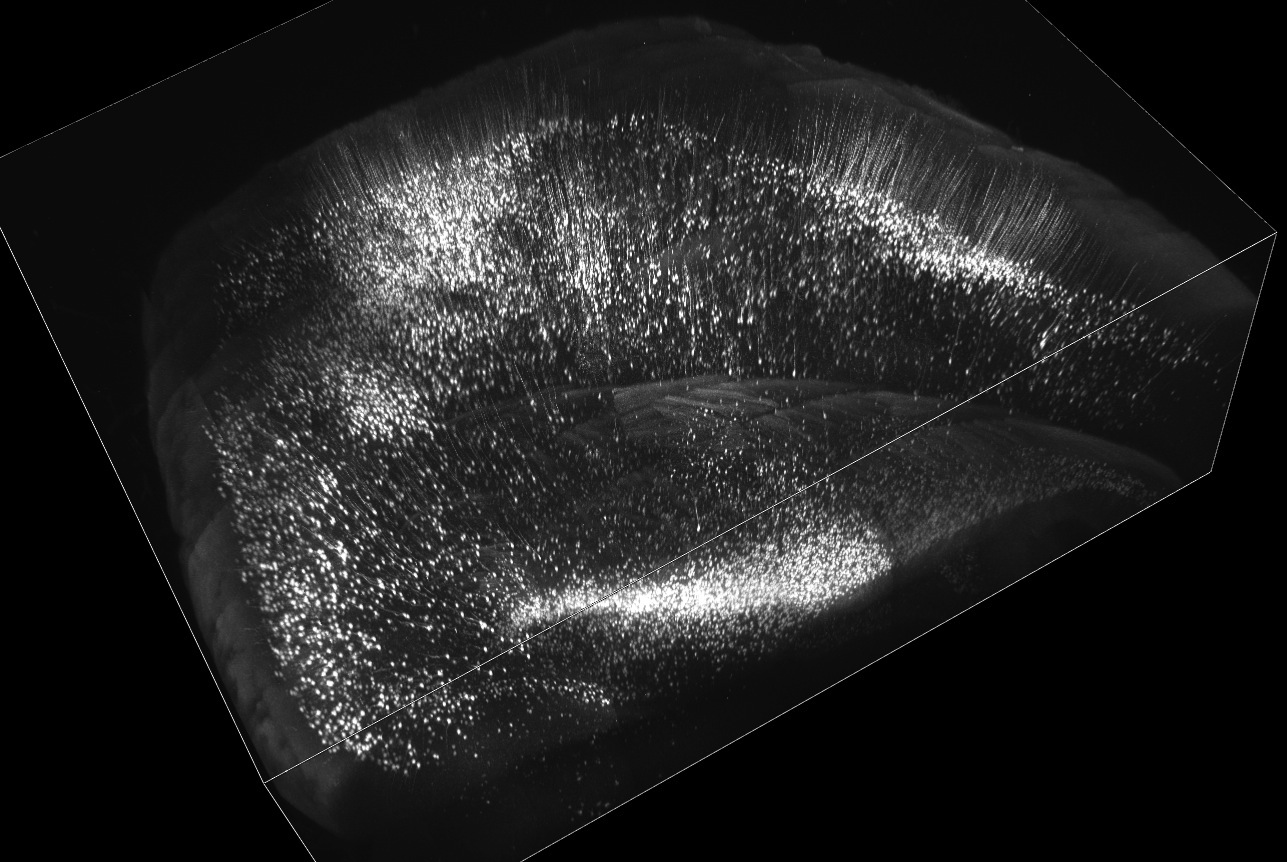 Volume rendering of mouse cerebral cortex and hippocampus. Adult Thy1-YFP-H line mouse brain was cleared with SeeDB and imaged using two-photon microscopy. Imaging area shown is 4 x 5 mm (8 x 10 tiles), 2mm thick. We could easily make a volume rendering from a large set of 3D data (in this case, 9GB two-photon data).