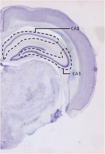 Scientists studied cresyl-violet stained sections of the left brain hemispheres of isolated and group-housed rodents.