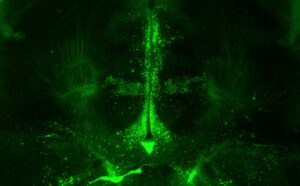 Mouse Brain Dopamine System